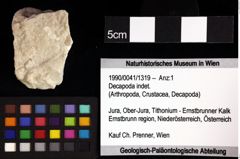 Foto (Objket + Etiketten) von Decapoda indet. 